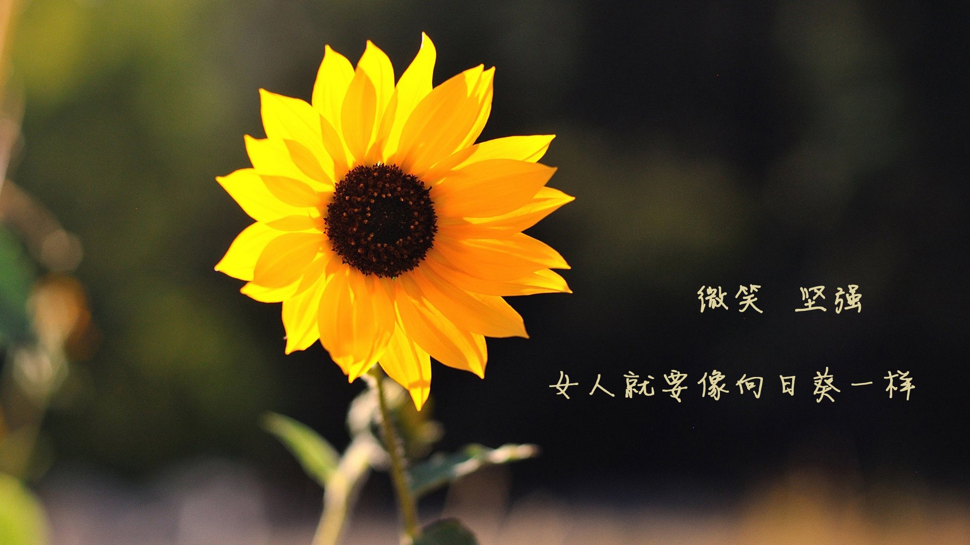 意甲精彩瞬间频现，精妙进球与关键扑救燃爆全场，意甲进球集锦