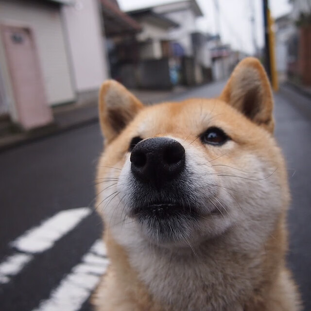 澳大利亚男队改造战略，备战全球赛事，澳大利亚男篮队