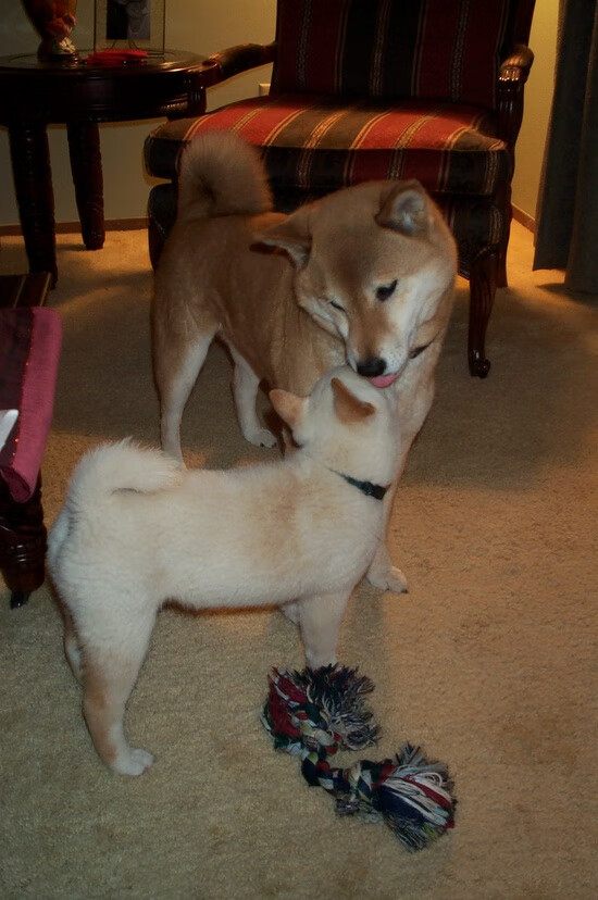 独行侠加强战术沟通保持团队流畅性，独行侠引援目标