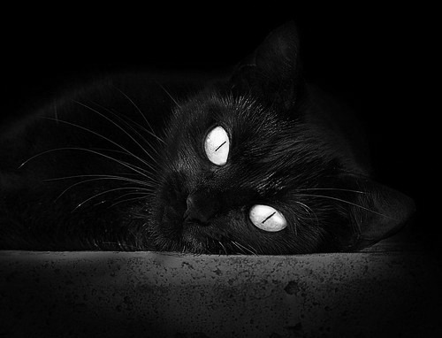 美洲杯明星闪耀：个人突破引爆现场！，美洲杯人气