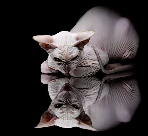 蛙泳强项韩国女队杀入决赛，蛙泳比赛女子