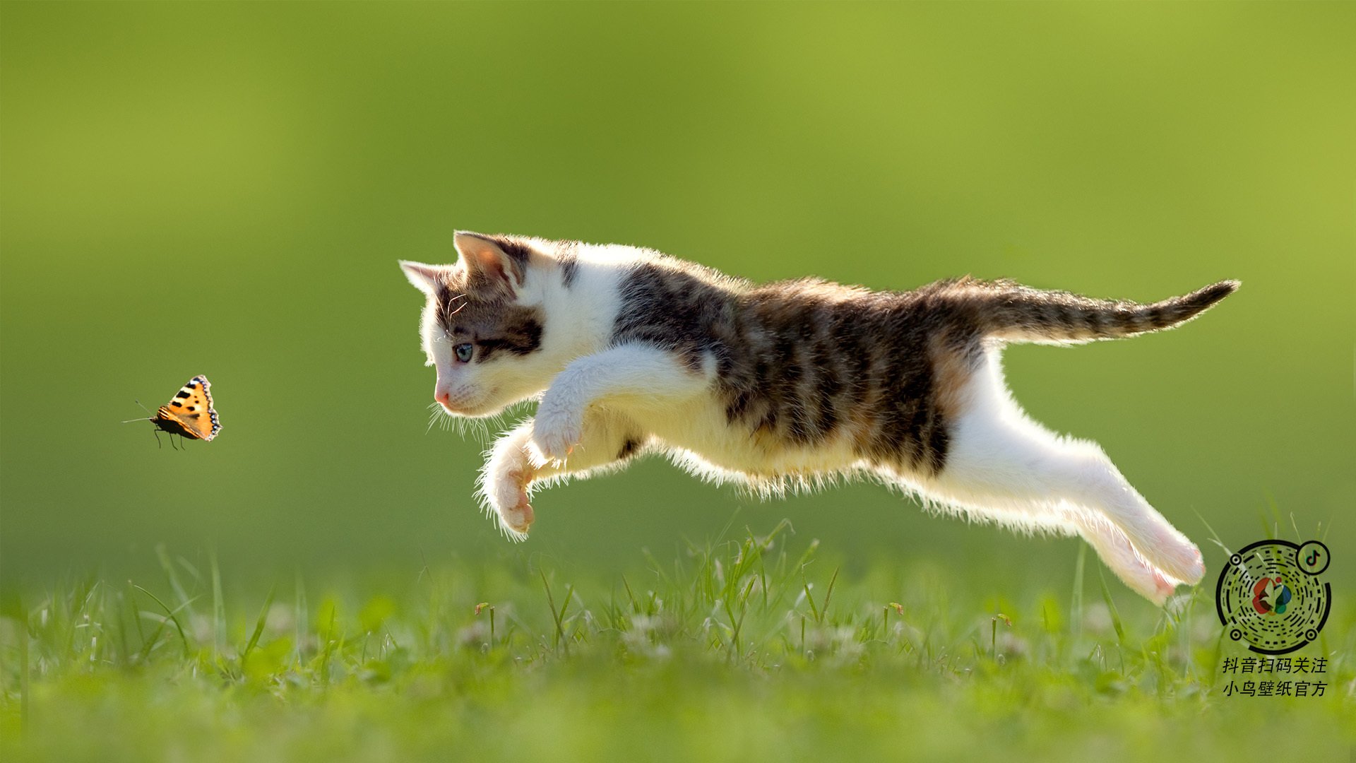 赞比亚男篮在非洲预赛中表现优异，努力迈向奥运